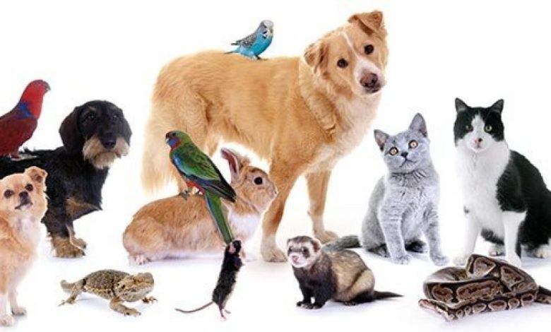 ركن الحيوانات