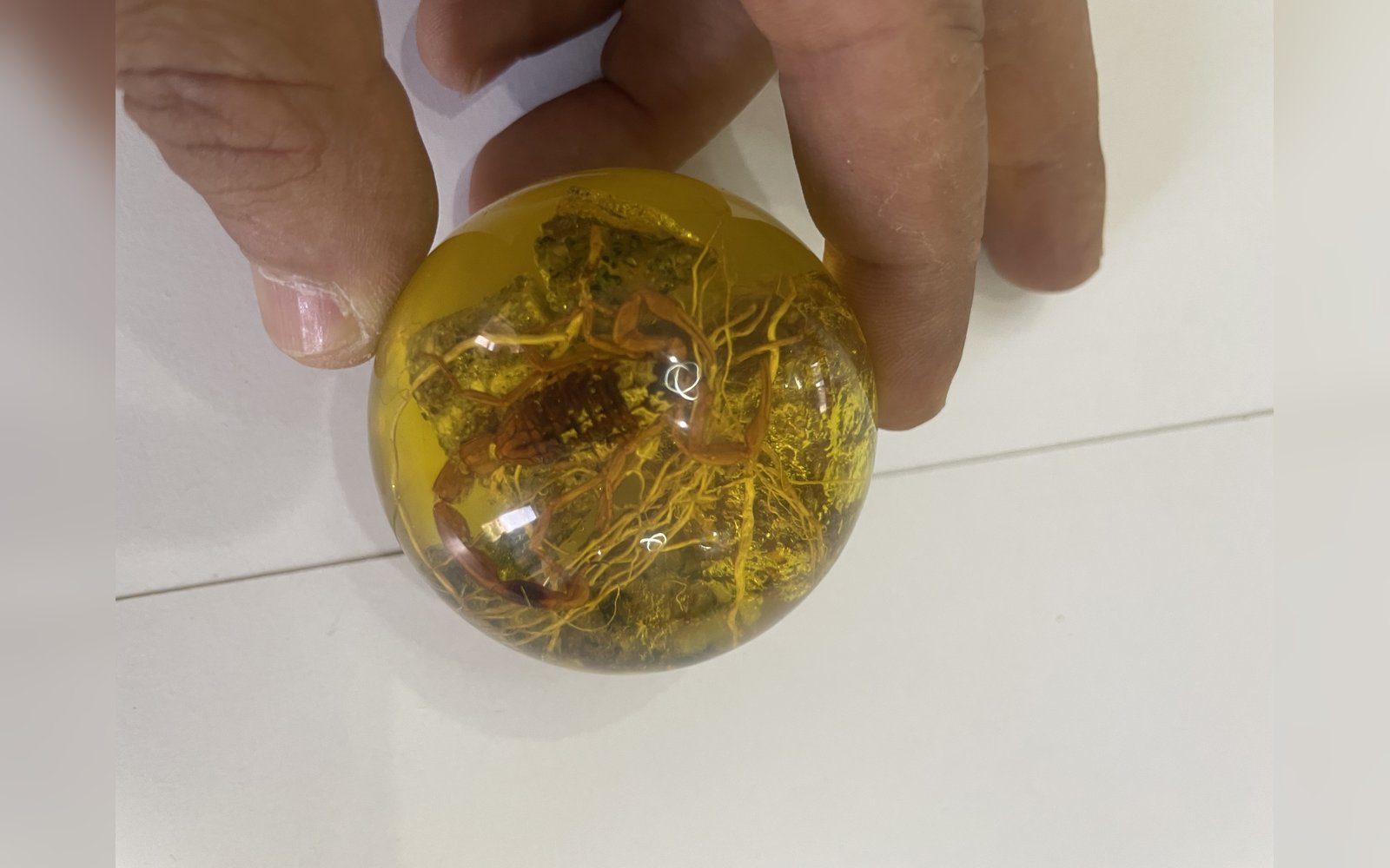ججر كهرمان بداخله عقرب