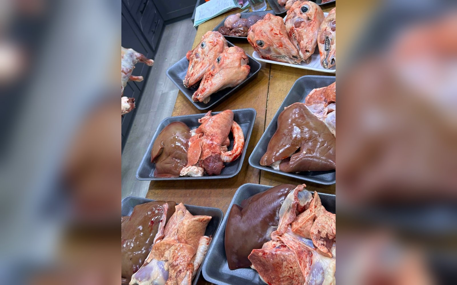 اغنام للبيع سوري155وزن 25